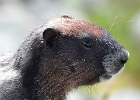 A bit down the trail, this younger marmot was a bit more animated. (Look for Yvonne's reflection in his/her eye.)